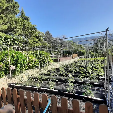 安吉莉娜德农家乐